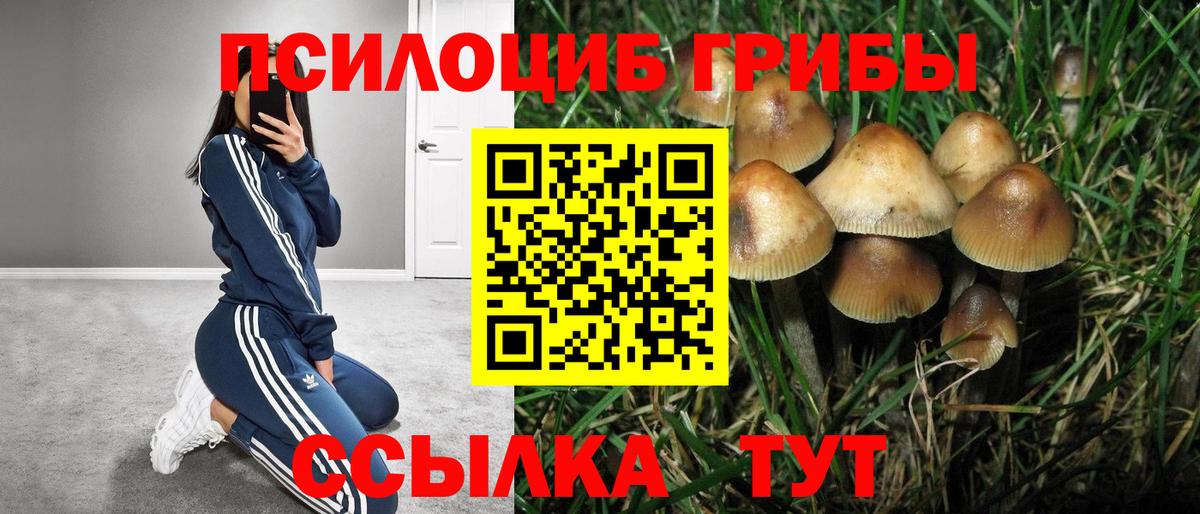 Пушкино  Галлюциногенные грибы Psilocybine cubensis  продажа наркотиков  Вход с VPN 